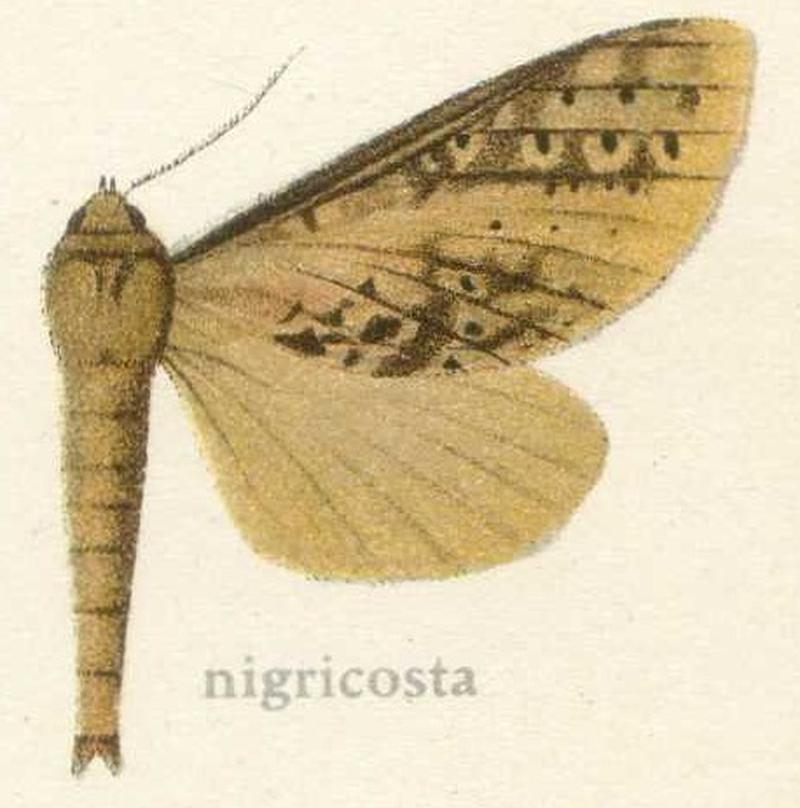 Oxycanus nigricosta