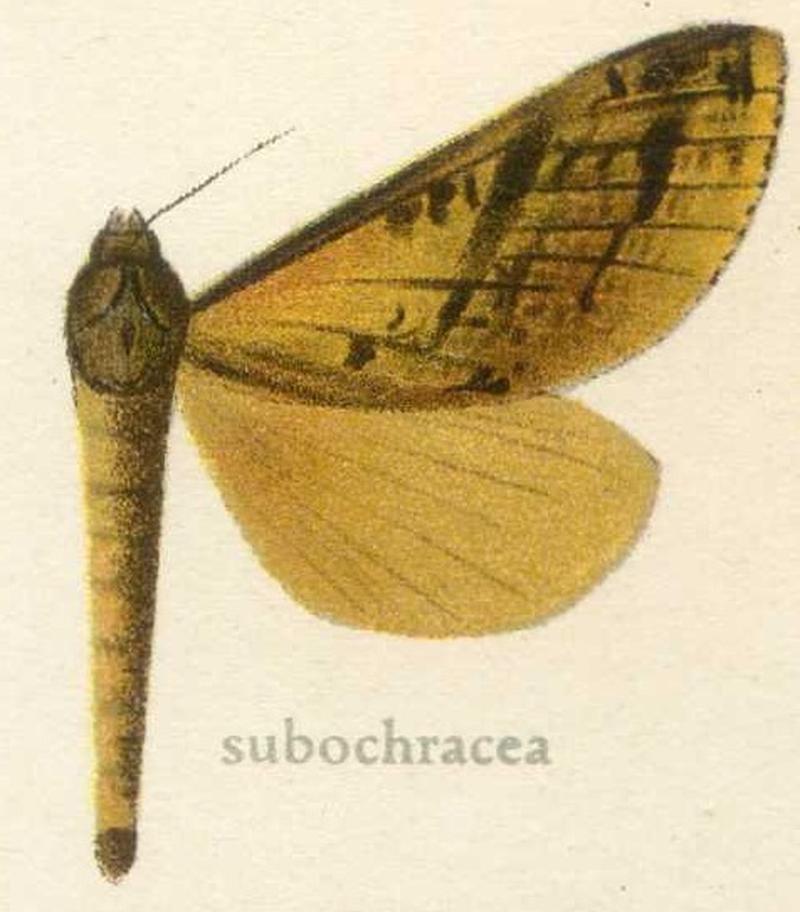 Oxycanus subochracea
