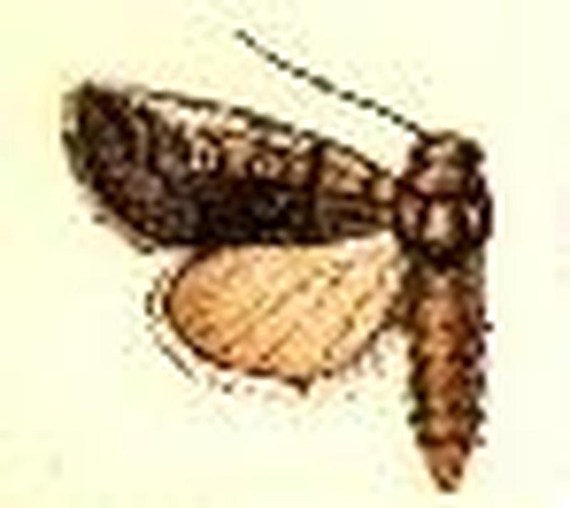 Oxycnemis advena