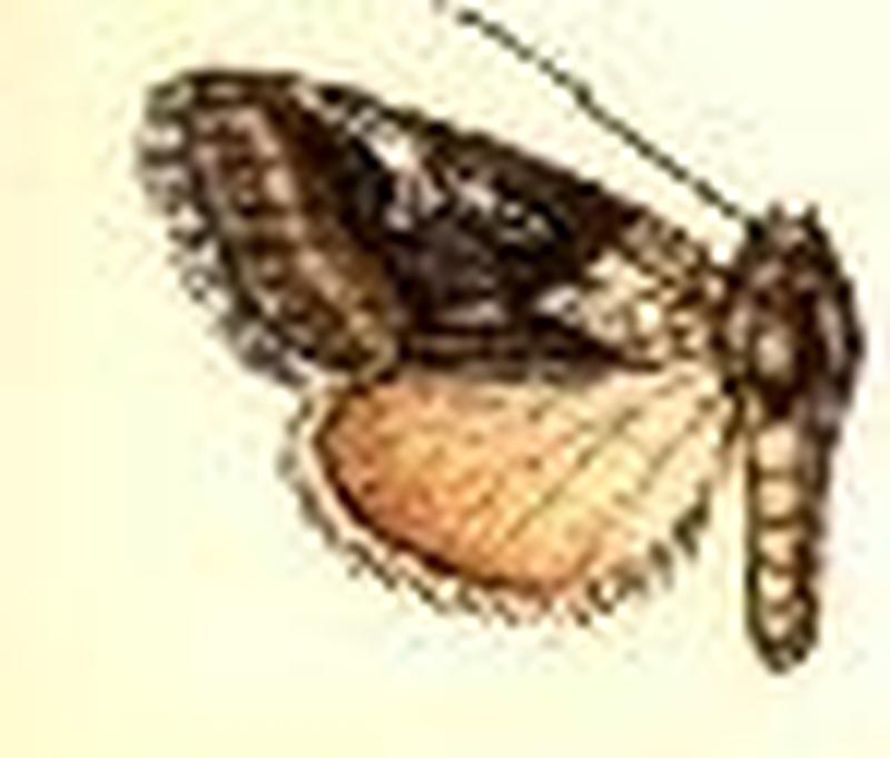 Oxycnemis fusimacula