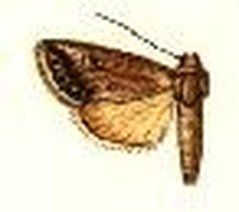 Oxycnemis gracillima