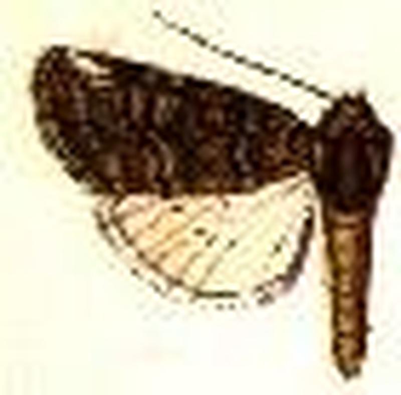 Oxycnemis subsimplex