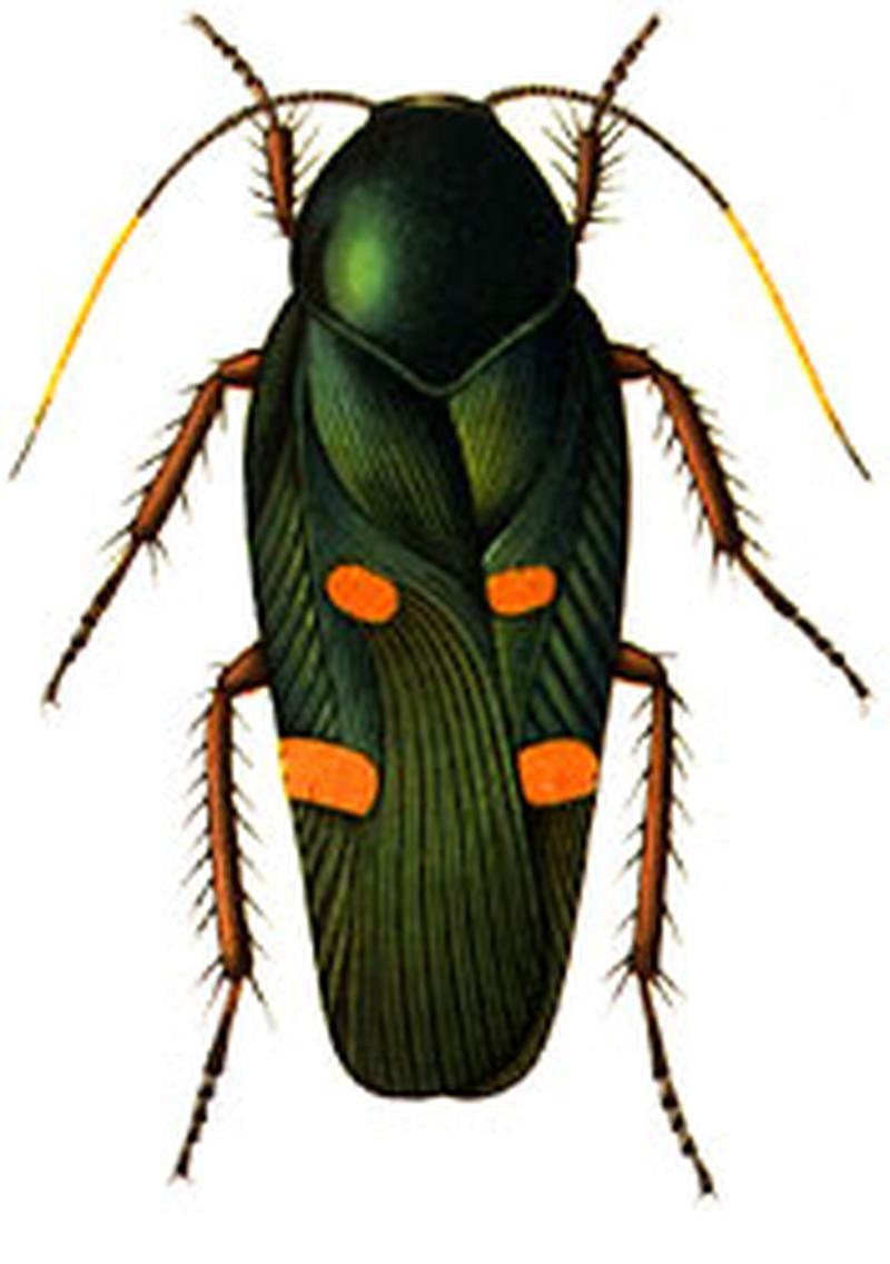 Oxyhaloa buprestoides