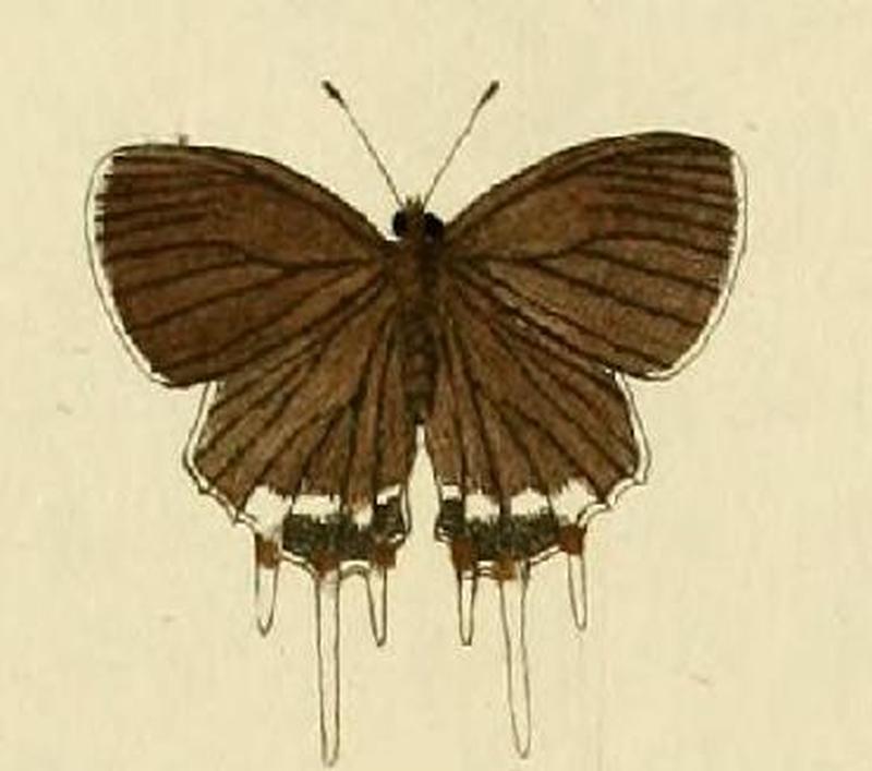 Oxylides faunus