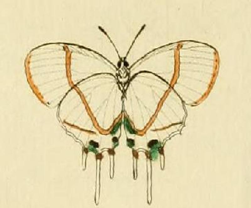 Oxylides faunus1