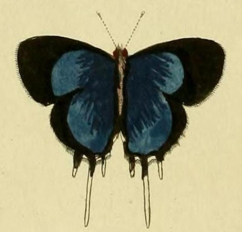 Oxylides faunusA