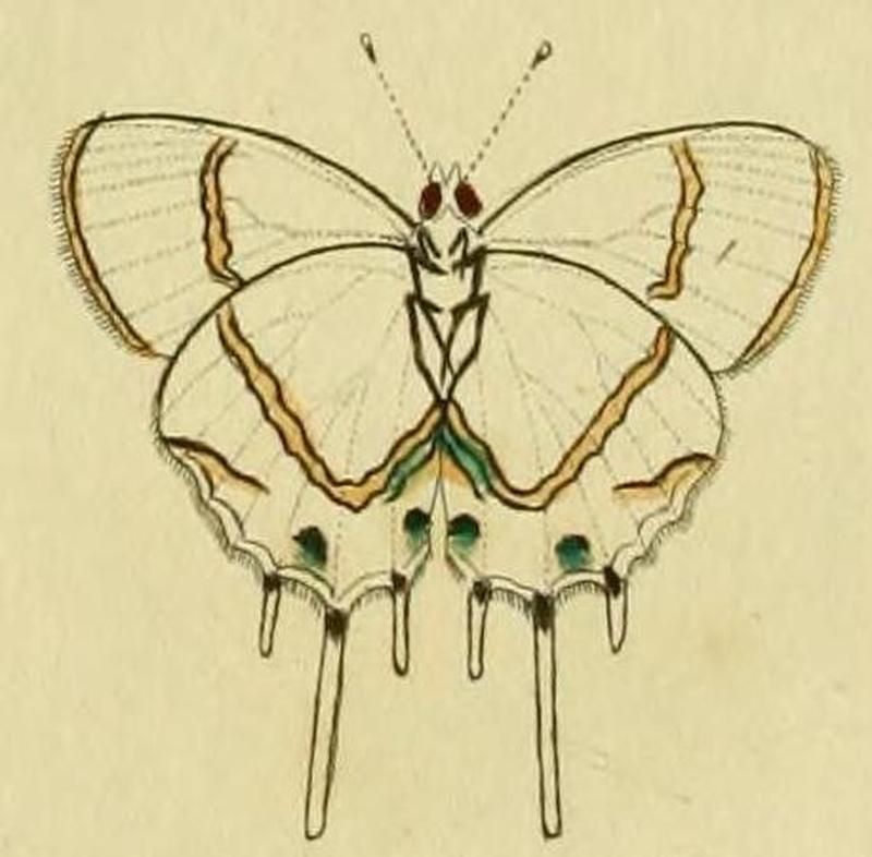 Oxylides faunusB
