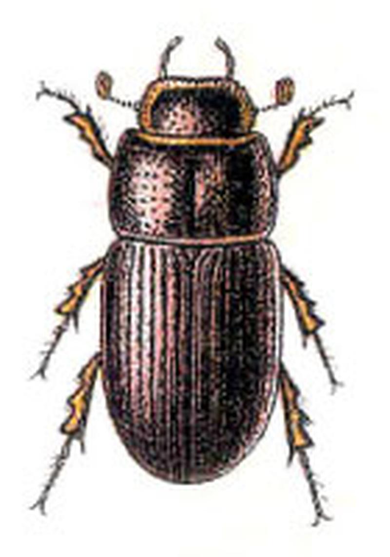 Oxyomus sylvestris - Reitter