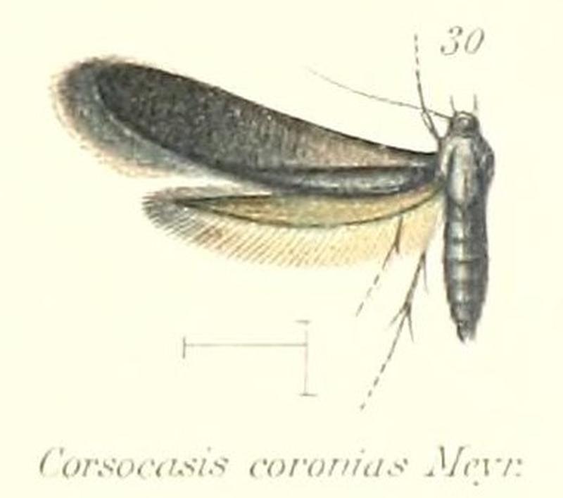 PL.2-30-Corsocasis coronias Meyrick, 1912