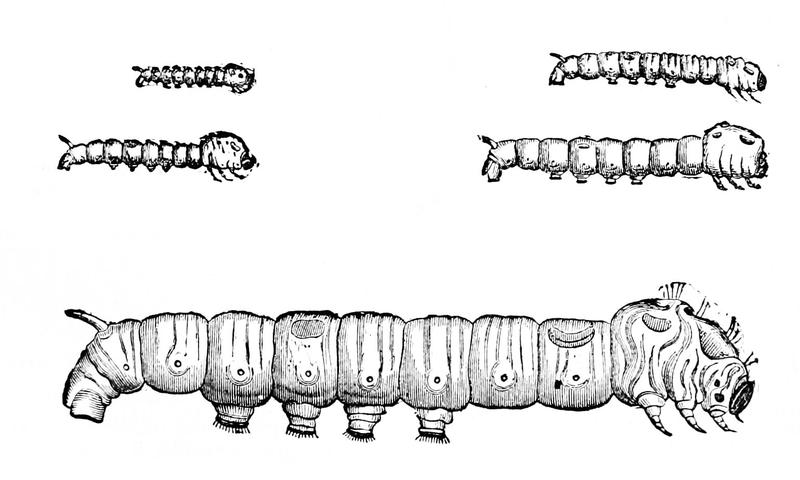 PSM V03 D679 Silk worm 3rd to 5th age