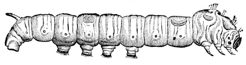 PSM V03 D679 Silk worm 5th age