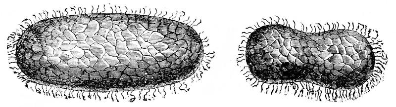 PSM V03 D681 Silk worm cocoons