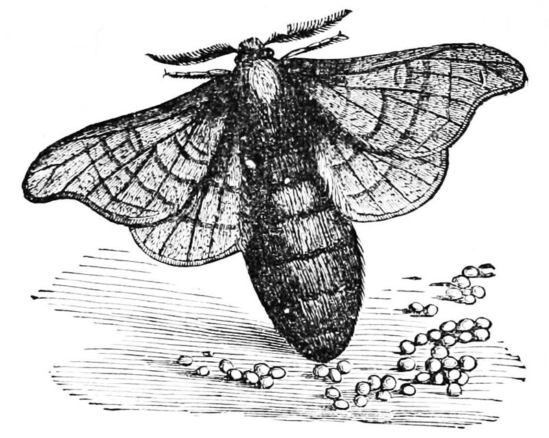 PSM V03 D683 Female silk worm moth