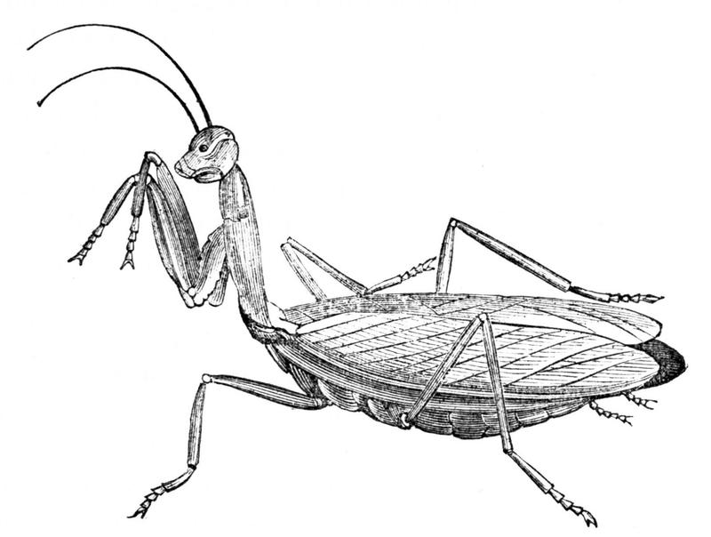 PSM V04 D731 Praying mantis