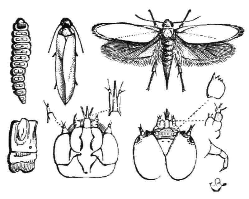 PSM V05 D148 Larvae and the moth