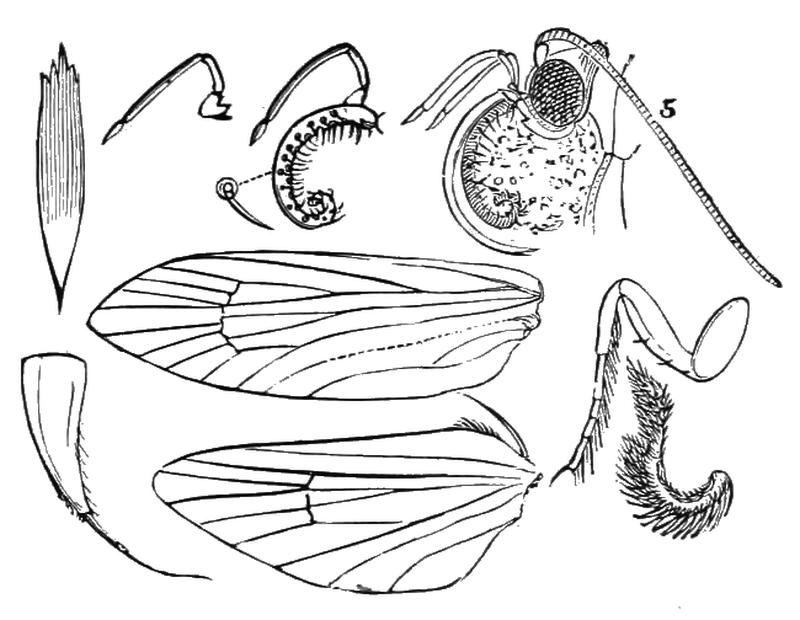 PSM V05 D148 Structure of the moth