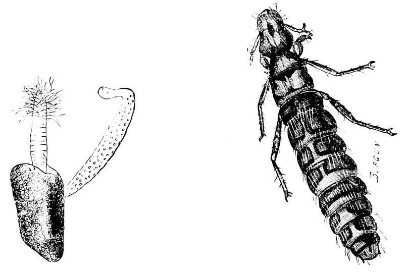 PSM V08 D694 Ophiodendrum abietinum and abietina ricinus