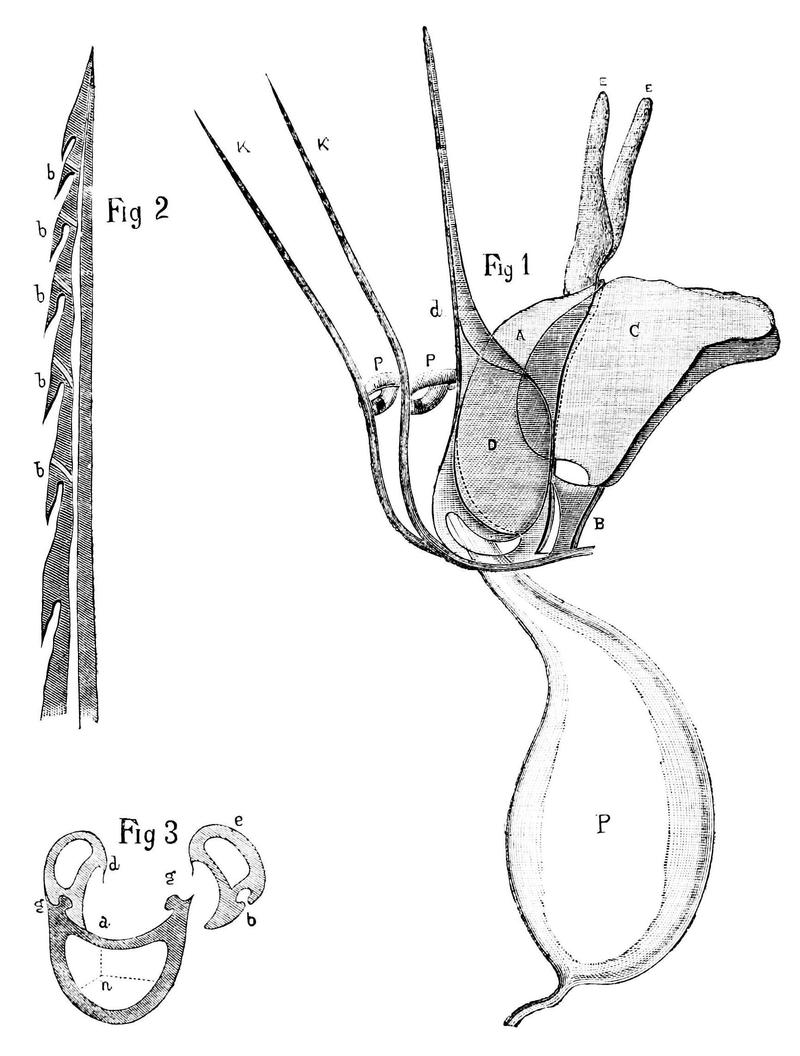 PSM V14 D655 Honey bee lancets