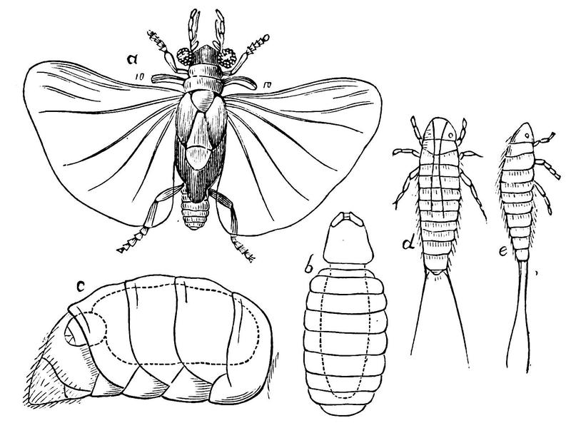 PSM V19 D397 Stylops