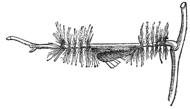 PSM V27 D499 The caterpillar of eunomia eagrus protects itself