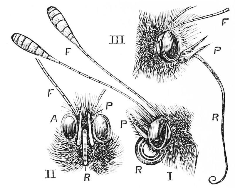 PSM V27 D617 Head of cabbage butterfly pierisrapae