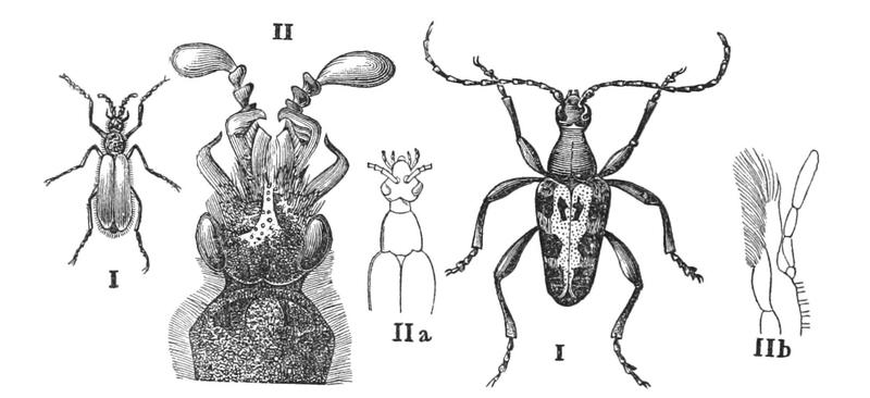 PSM V27 D618 Crown and longicorn beetles