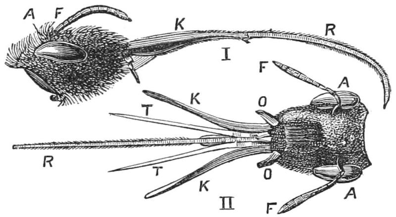 PSM V27 D621 Head of anthophora retusa