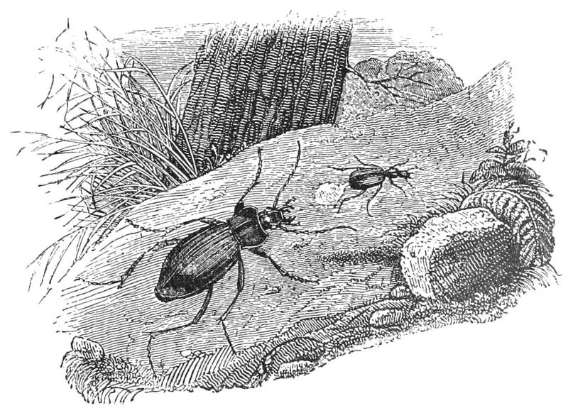 PSM V39 D249 Scaphinus repelling the attack of a carabus