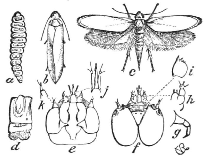 PSM V41 D185 243 Pronuba yuccasella