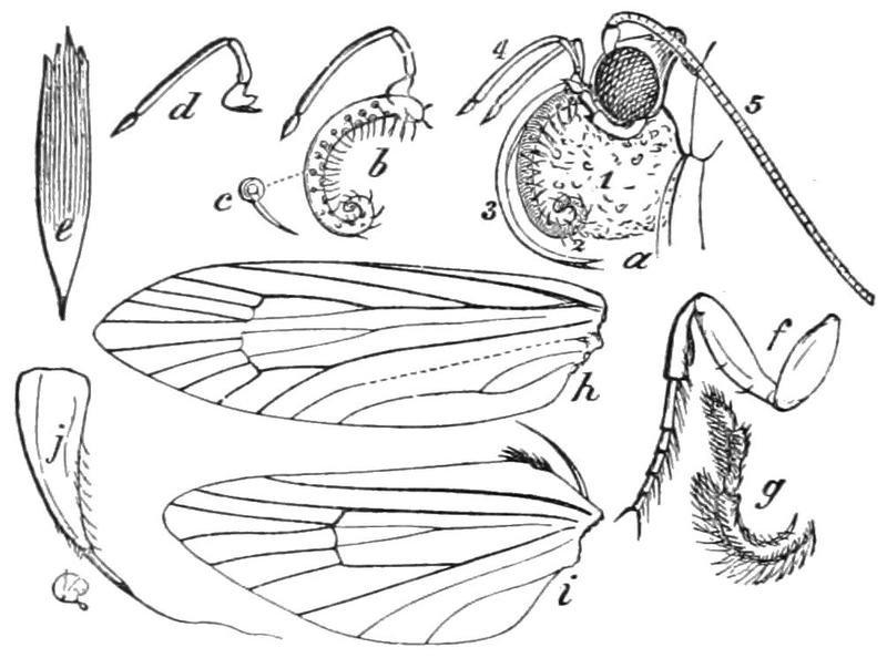 PSM V41 D186 Generic characters of pronuba yuccasella