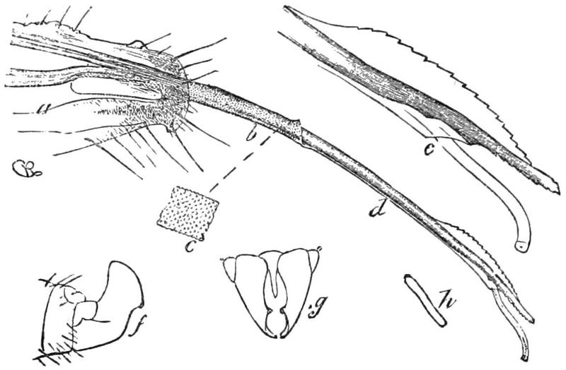 PSM V41 D187 Genital characters of pronuba yuccasella