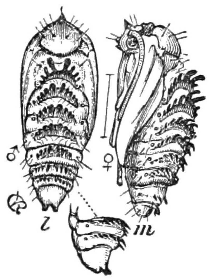 PSM V41 D187 Pronuba yuccasella