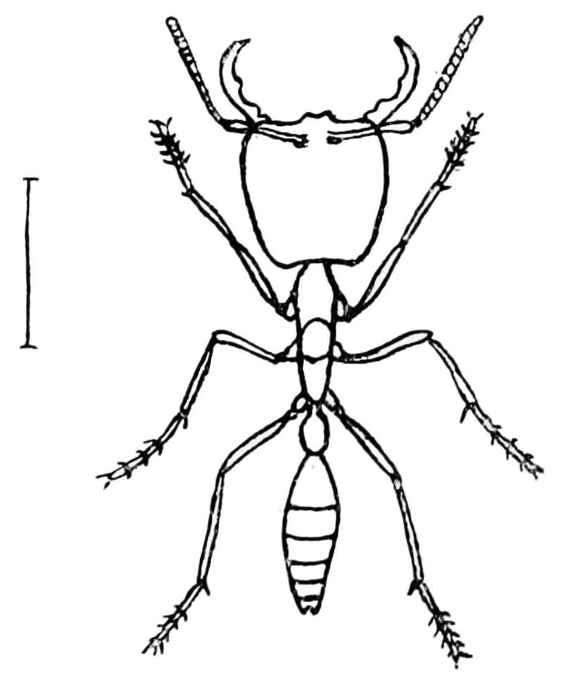 PSM V43 D548 Driver ant