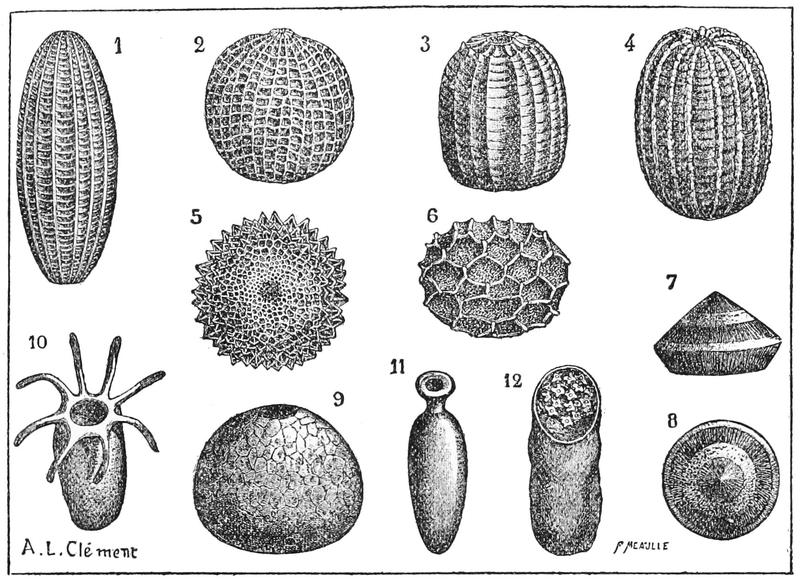 PSM V48 D269 Insect eggs