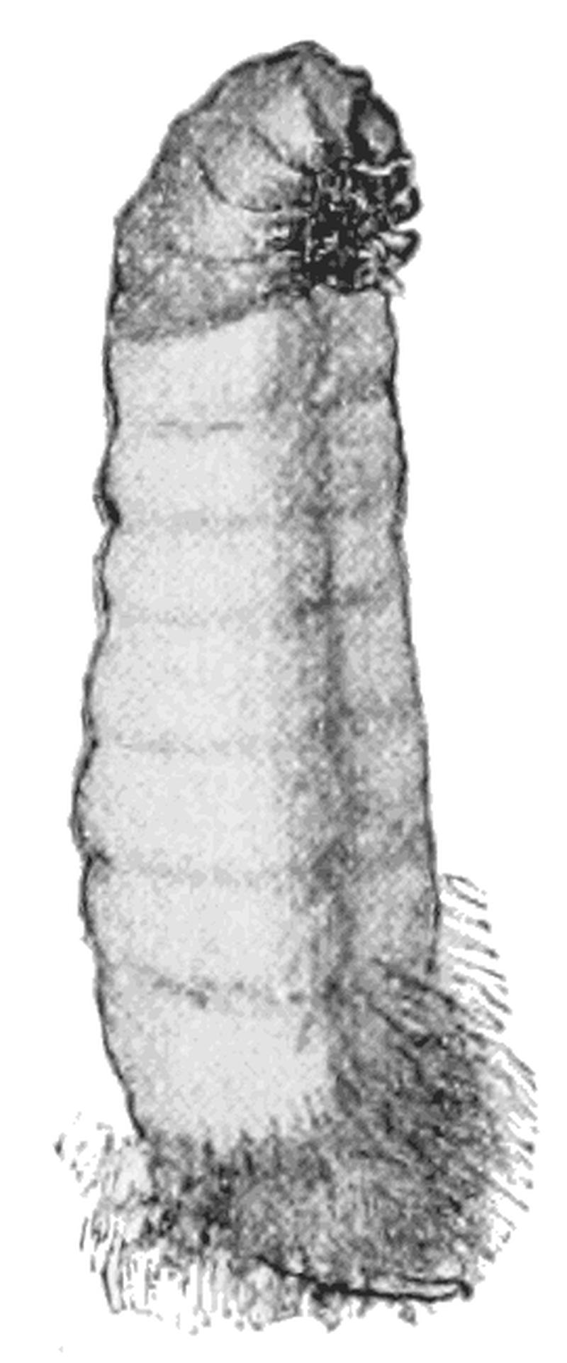 PSM V53 D678 Moth larva case development