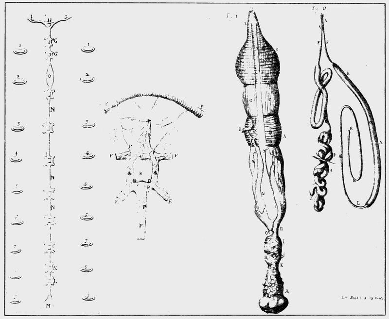 PSM V58 D575 From malpighi anatomy of the silkworm