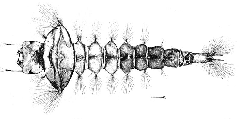 PSM V63 D467 Eucorethra underwoodi larva