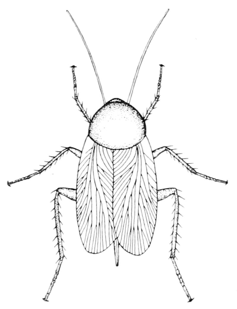 PSM V68 D253 Coal measure cockroach