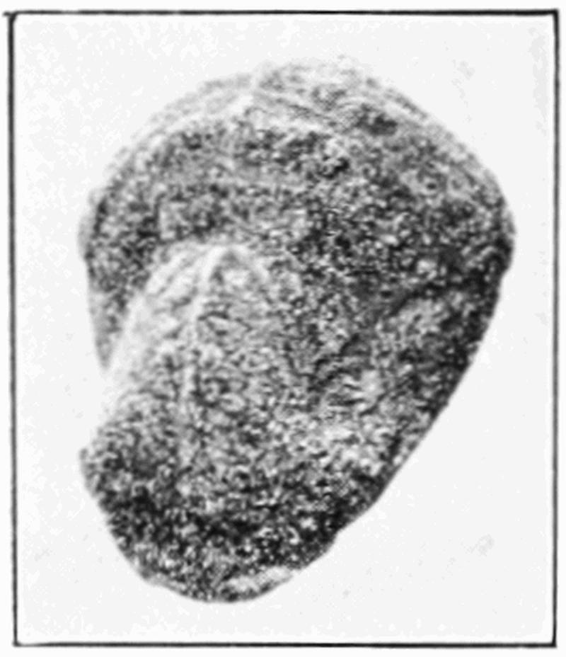PSM V72 D312 Pupa of feniseca