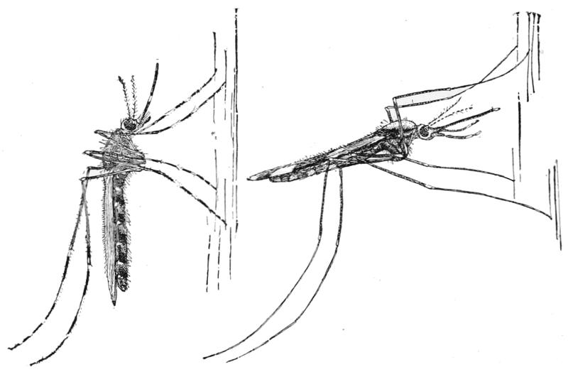 PSM V76 D218 Resting positions of culex and anopheles