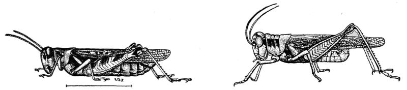 PSM V81 D472 Lesser migratory and differential locusts or grasshoppers