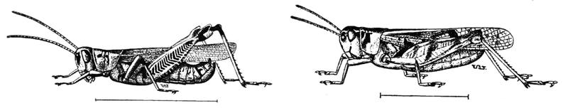 PSM V81 D472 Pellucid and the red legged locusts or grasshoppers