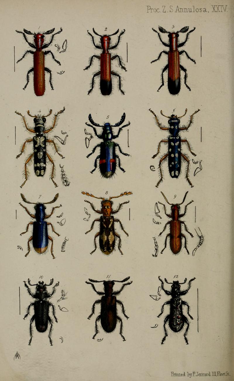 Twelve species of checkered beetles some with anatomical details of labial palps and legs