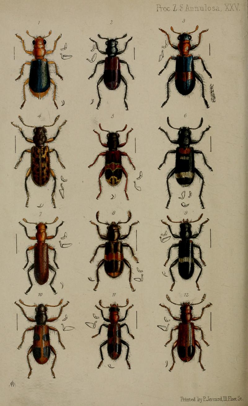 Hydnocerine 13 and cleriine 412 checkered beetles some with anatomical details of labial palps and legs