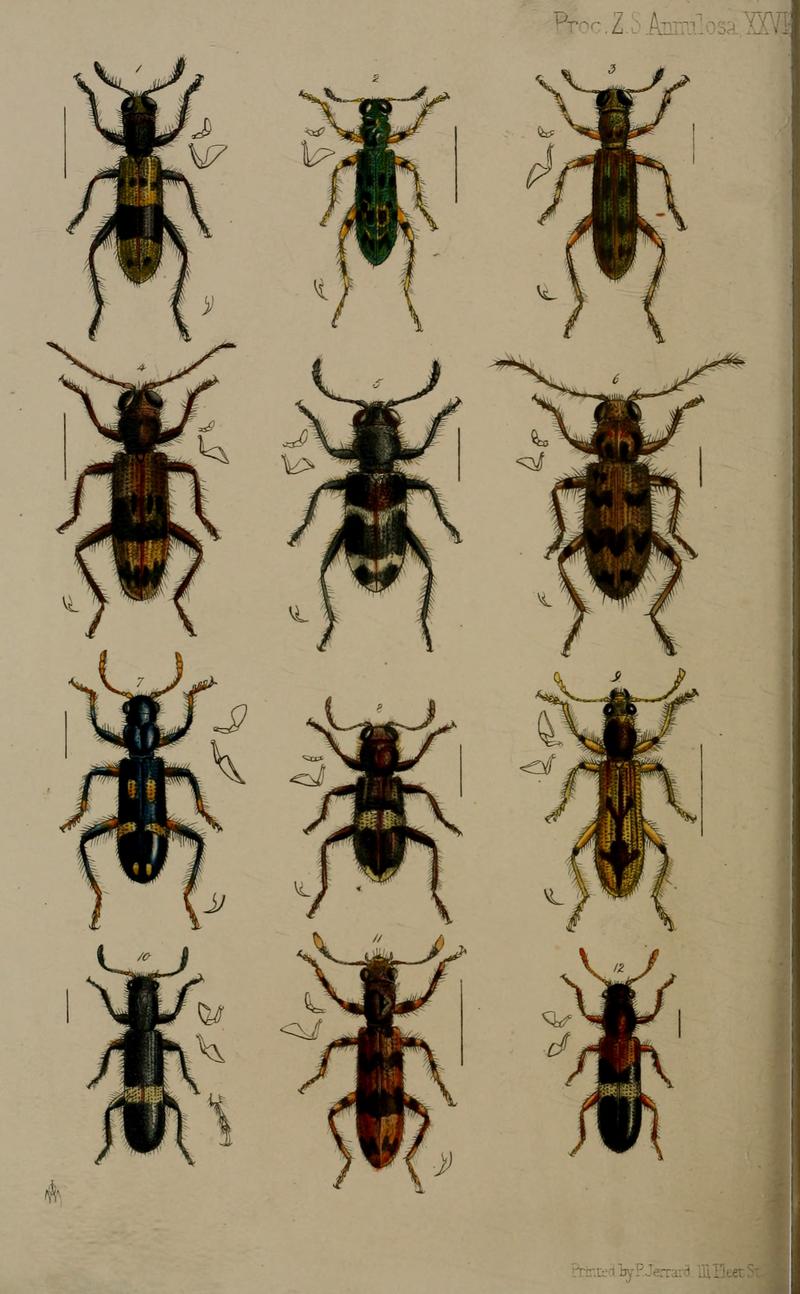 Twelve species of checkered beetles some with anatomical details of labial palps and legs