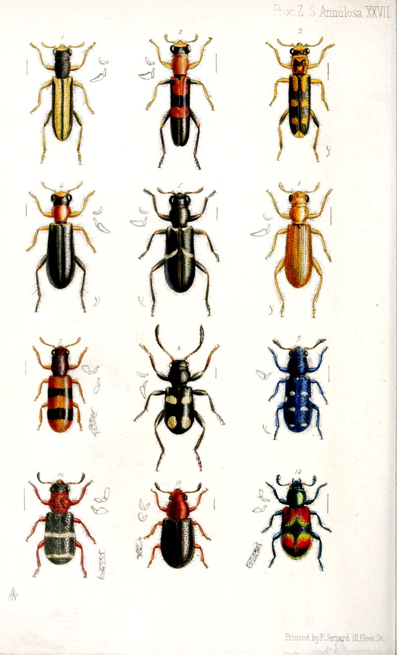 Twelve species of checkered beetles some with anatomical details of labial palps and legs