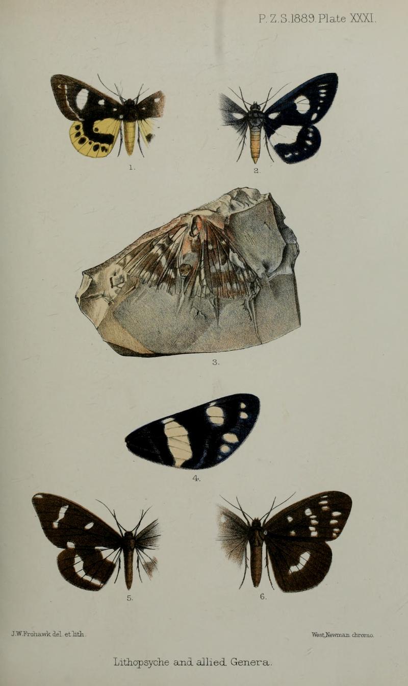 PZSL1889Plate31