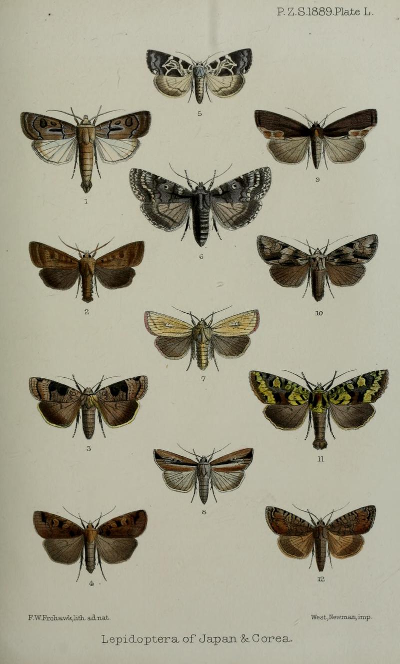 Owlet moths from Japan and Korea imagines from dorsal 1 Heart and Dart informis form