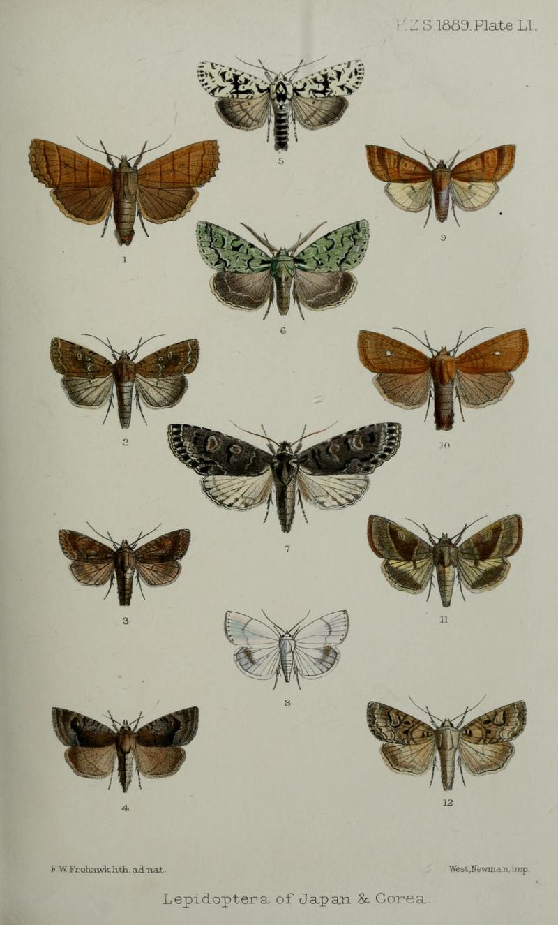 Owlet moths from Japan and possibly Korea imagines from dorsal