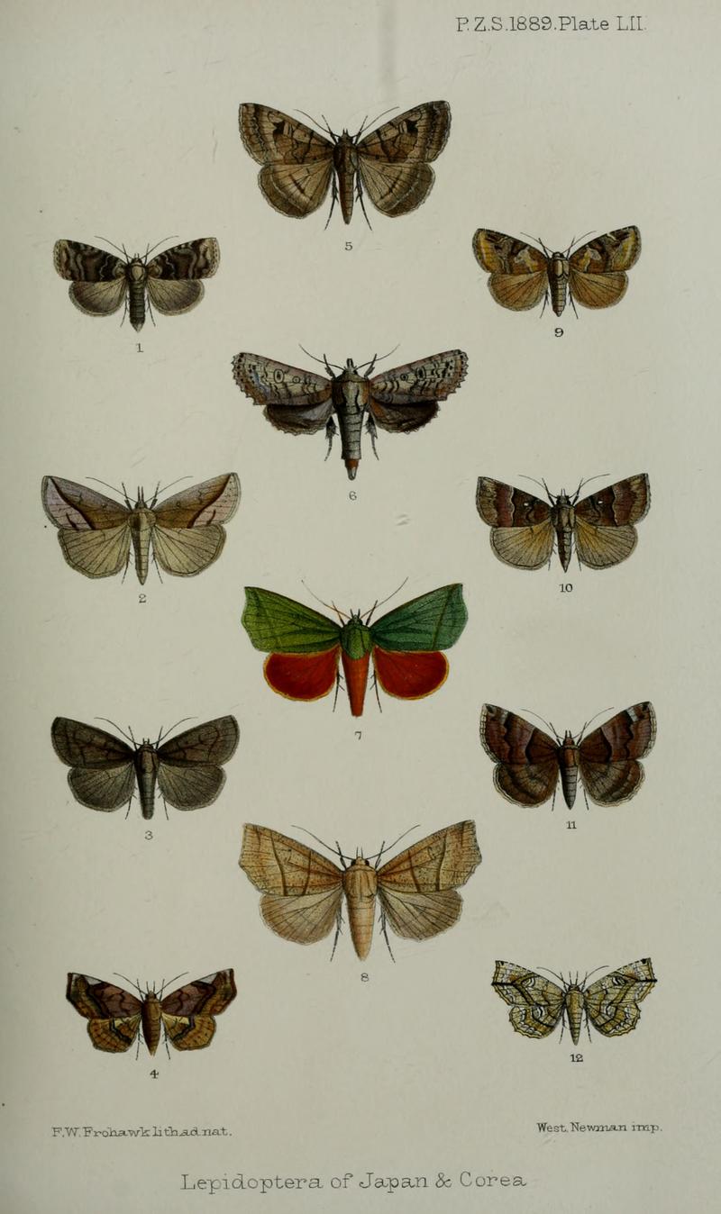 Noctuoid moths from Japan and Korea imagines from dorsal